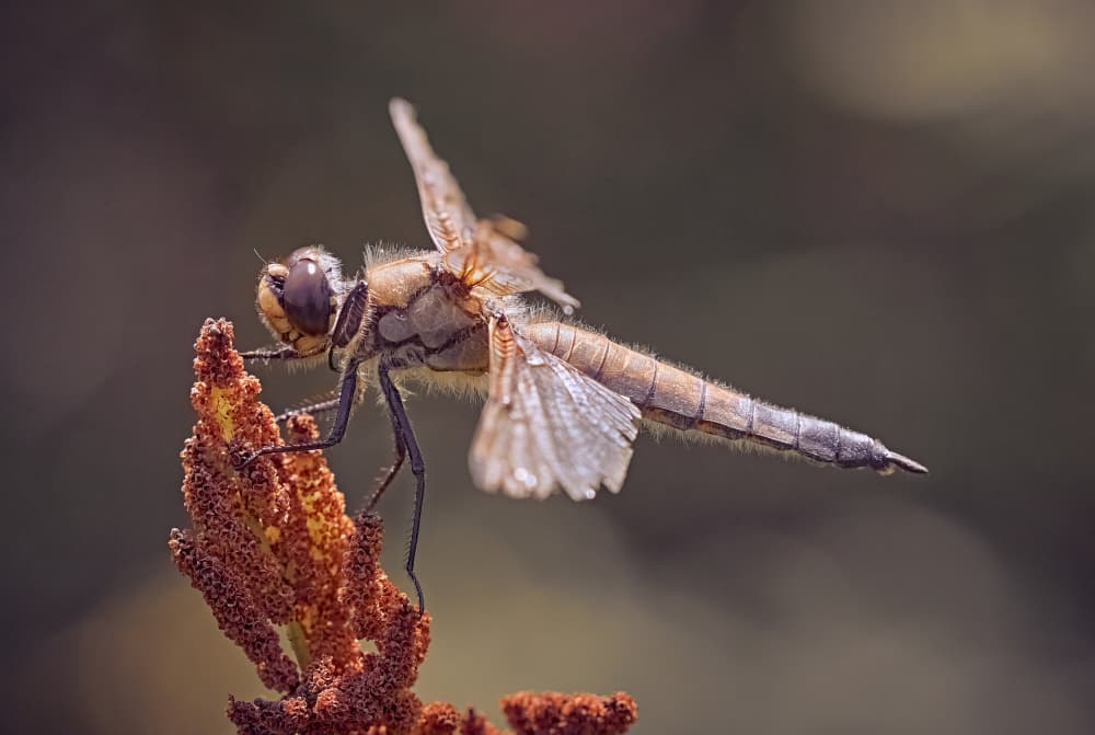 Fuzzy Dragonfly Resting by Stuart Williams — canvas wall art