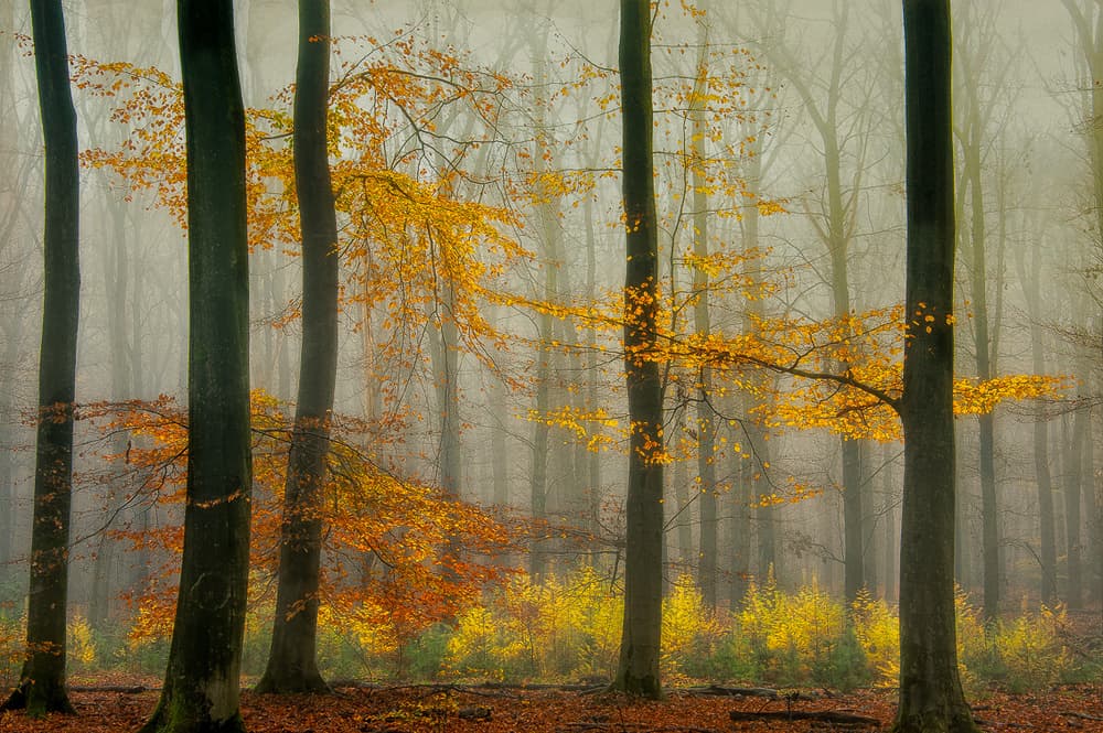 Misty Autumn Forest by Piet Haaksma — canvas wall art
