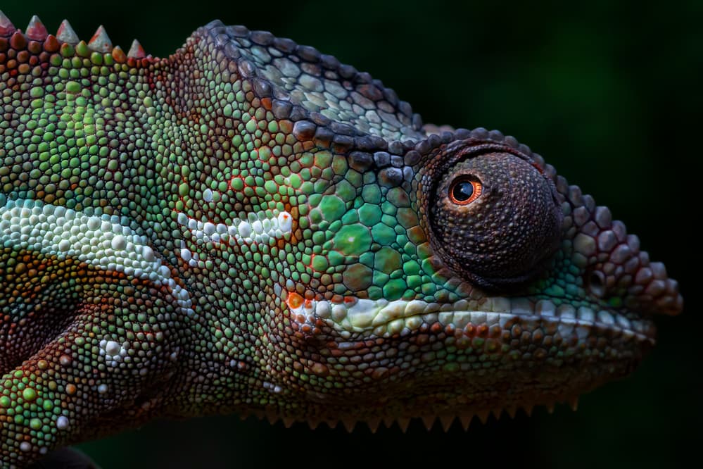 Vivid Chameleon Close-up by Gunarto Song — canvas wall art