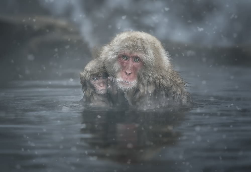 Snow Monkey Gaze by Larry Deng APA — canvas wall art