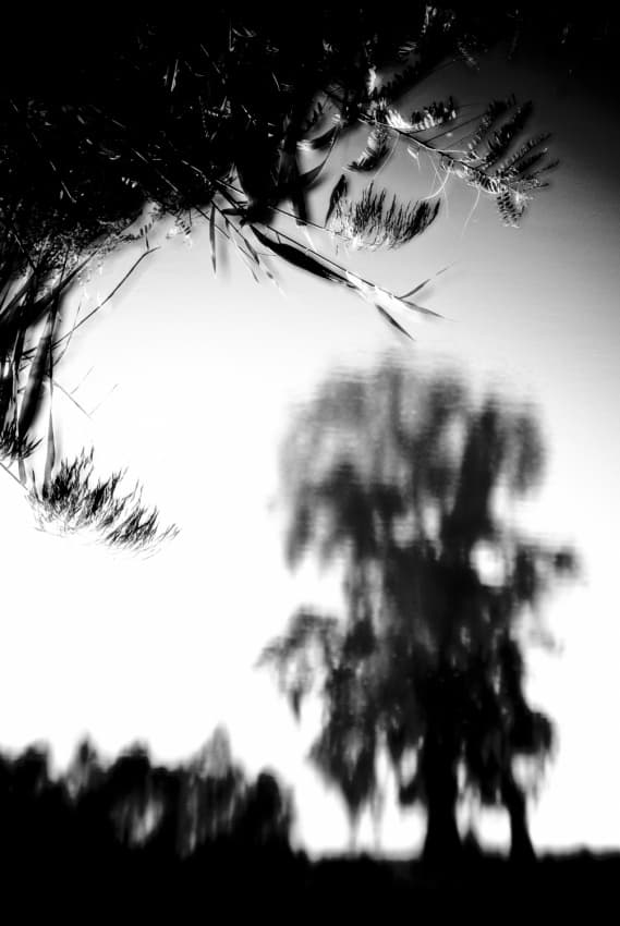Ethereal Tree Reflections by Codrin Lupei — canvas wall art