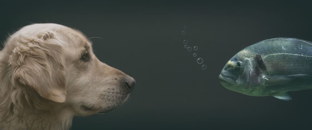 Dog and Fish Encounter by Uschi Hermann — canvas wall art