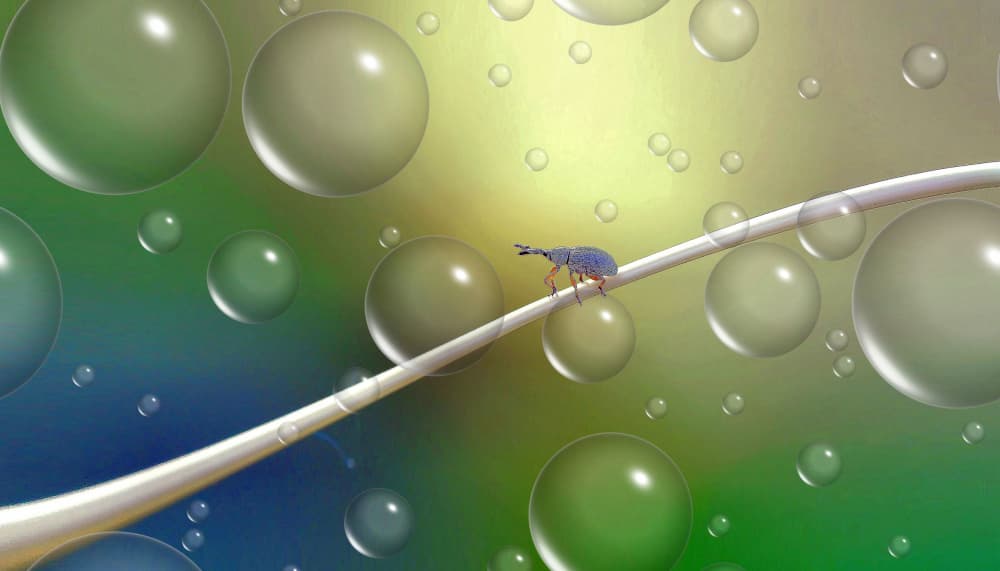 Tiny Weevil's Bubble World by Thierry Dufour — canvas wall art