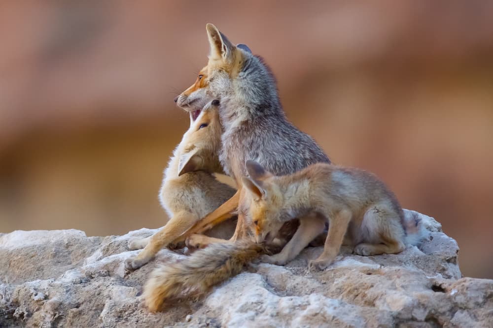 Caring Fox Family by David Manusevich — canvas wall art