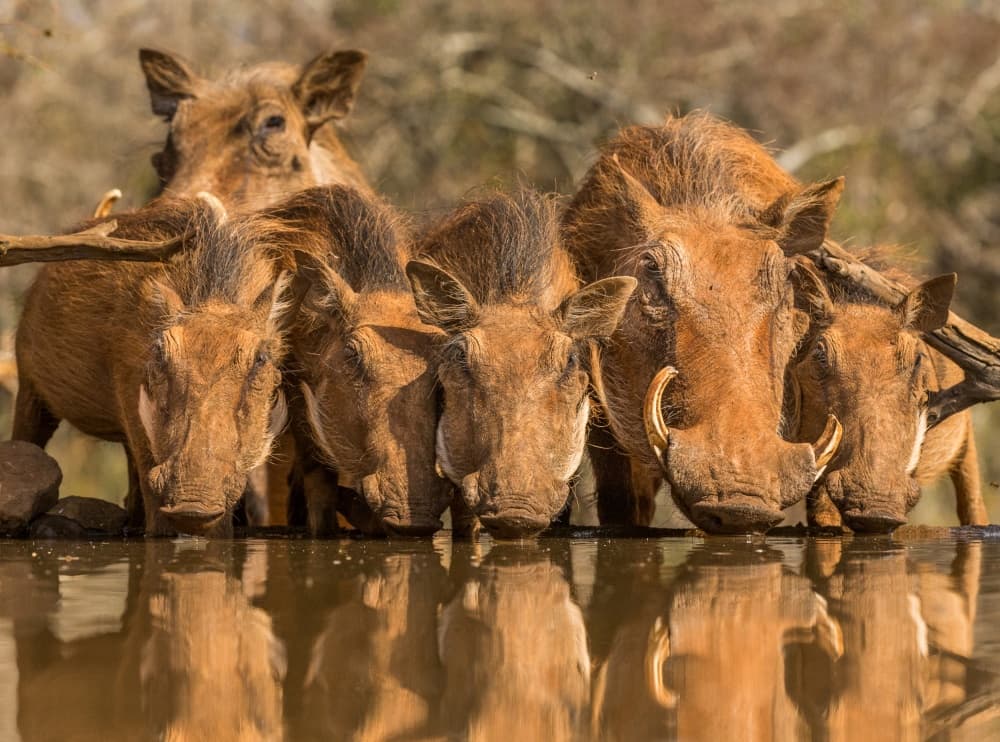Warthog Family Reflections by Jaco Marx — canvas wall art