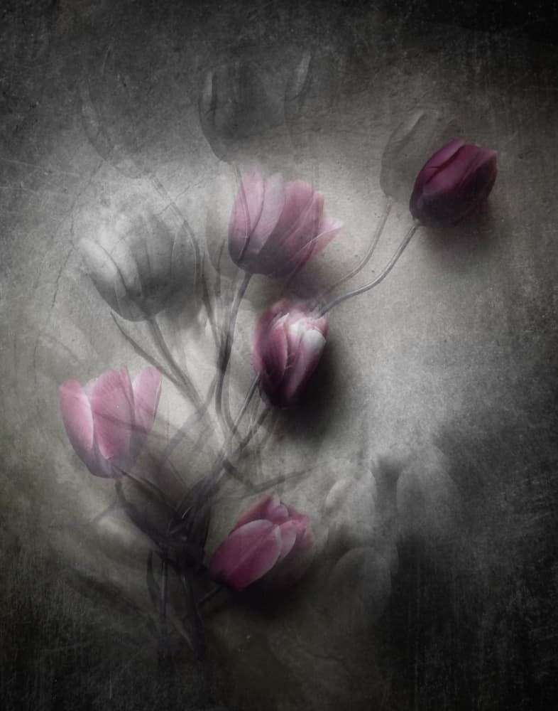 Dreamy Pink Tulips by Kahar Lagaa — canvas wall art