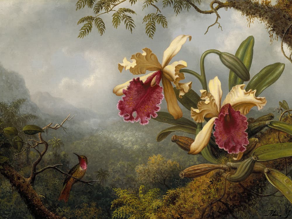 Orchids and Hummingbird - Martin Johnson Heade by Martin Johnson Heade — canvas wall art