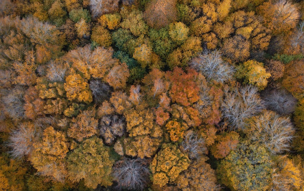 Forest of Fall Colors by Roberto Marchegiani — canvas wall art