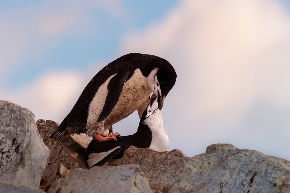 Antarctic Penguin Embrace by Jie Fischer — canvas wall art