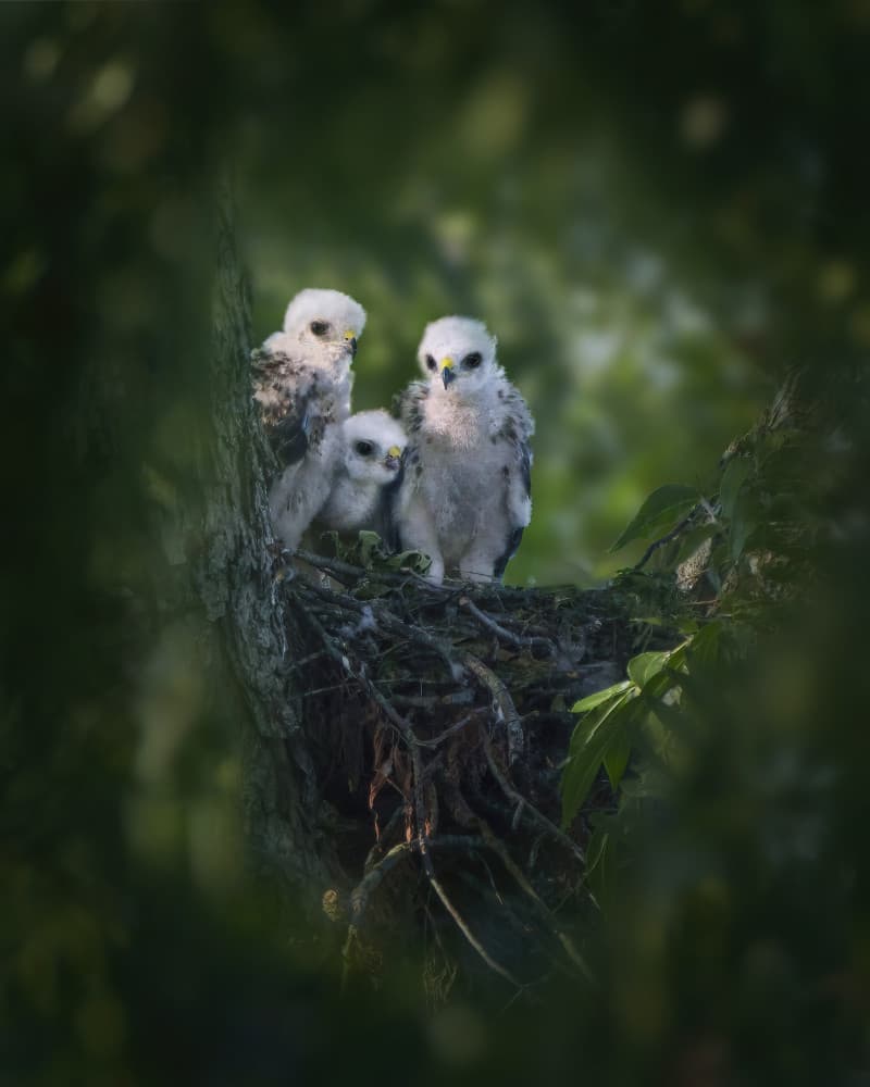 Three Fluffy Chicks by Qing Zhao — canvas wall art