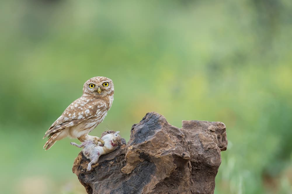 Little Owl Hunting by Eyal Amer — canvas wall art
