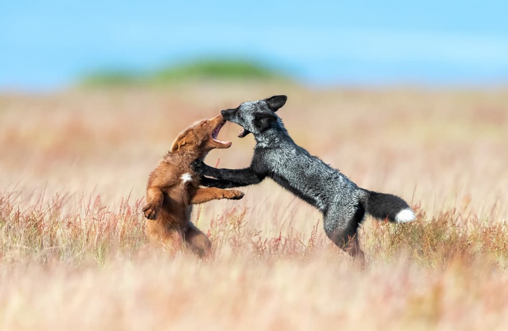 Foxes Play Fight by Jie Fischer — canvas wall art