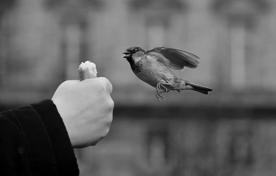 Hand Feeding Wild Sparrow by Eyal Amer — canvas wall art