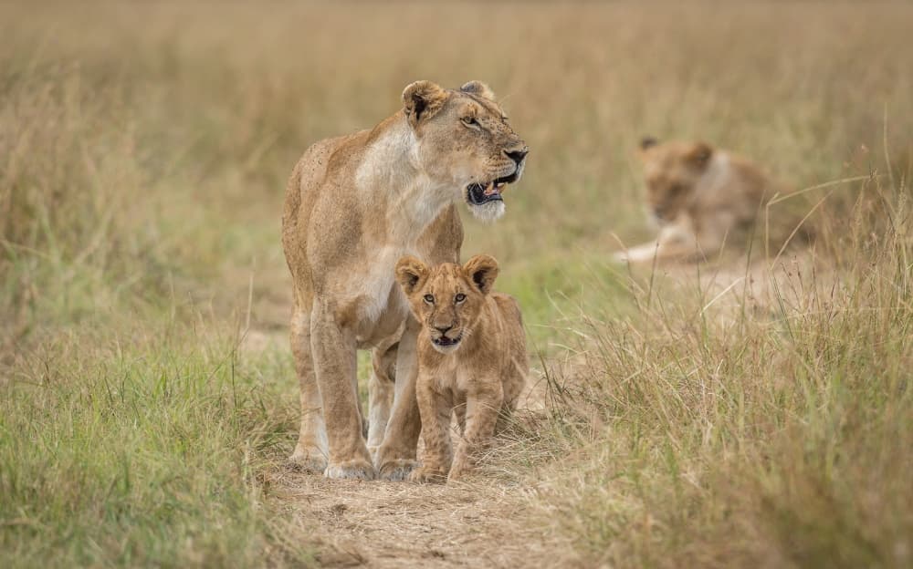 African Lion Family by Jeffrey C. Sink — canvas wall art