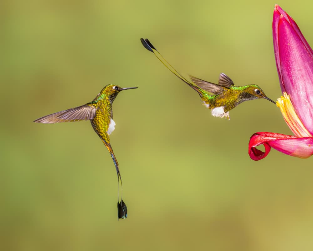 Emerald Hummingbirds Feeding by Siyu_Wei APA — canvas wall art