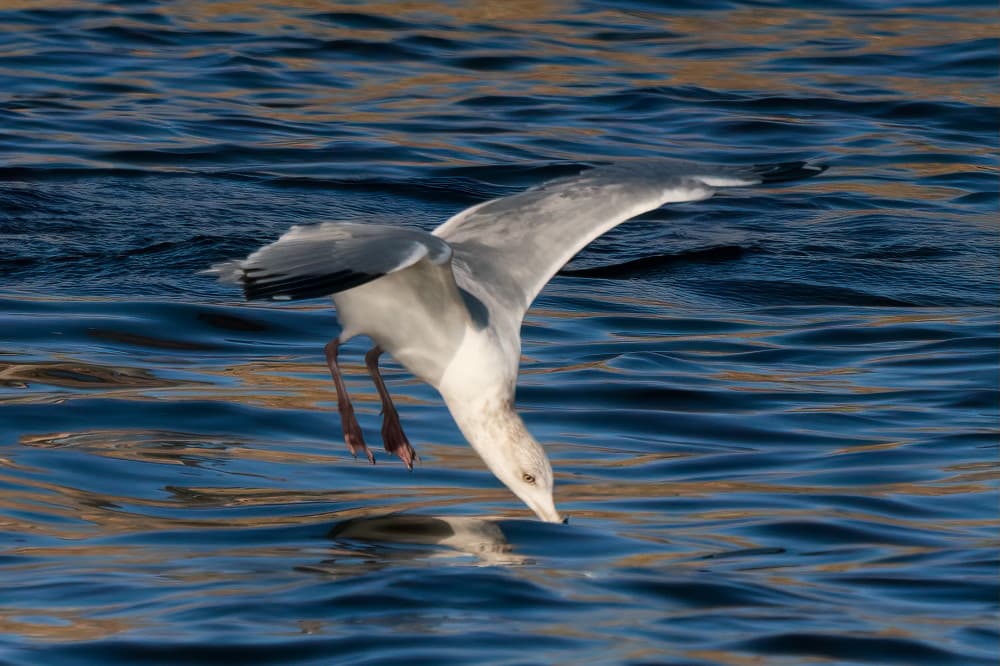 Seagull Diving by John Fan — canvas wall art