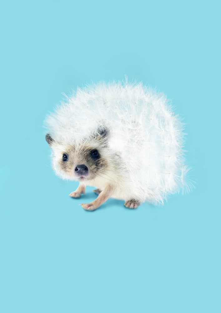Dreamy Dandelion Hedgehog by Artem Pozdniakov — canvas wall art