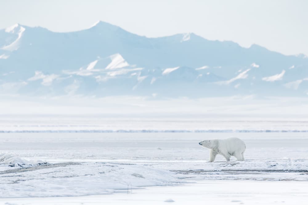 Polar Bear Arctic Stroll by Eiji Itoyama — canvas wall art