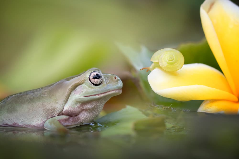 Curious Frog and Snail by Fauzan Maududdin — canvas wall art