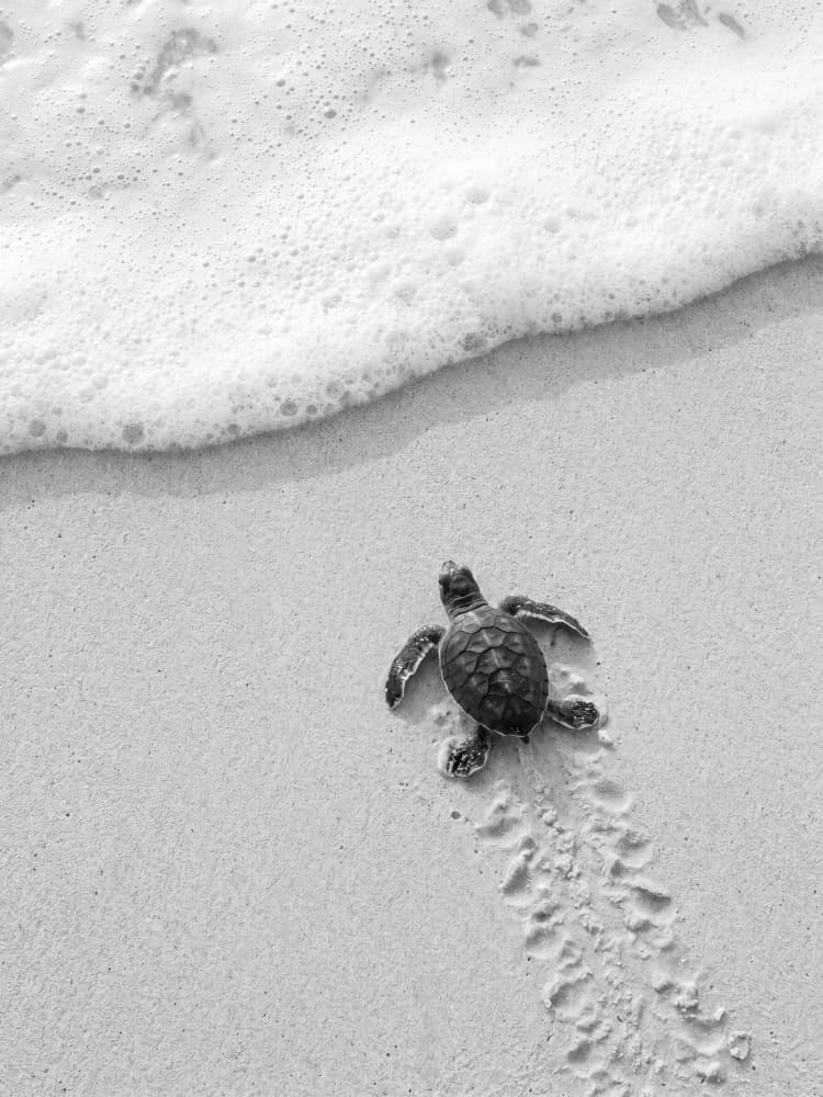 Baby Sea Turtle Journey by Andreas Magnusson — canvas wall art
