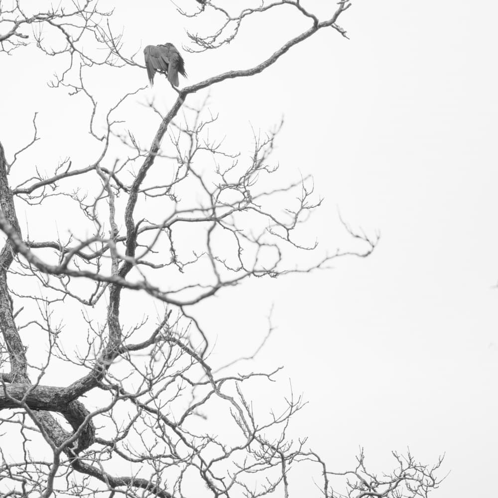 Bird On Bare Branch by Lynann Colligan — canvas wall art