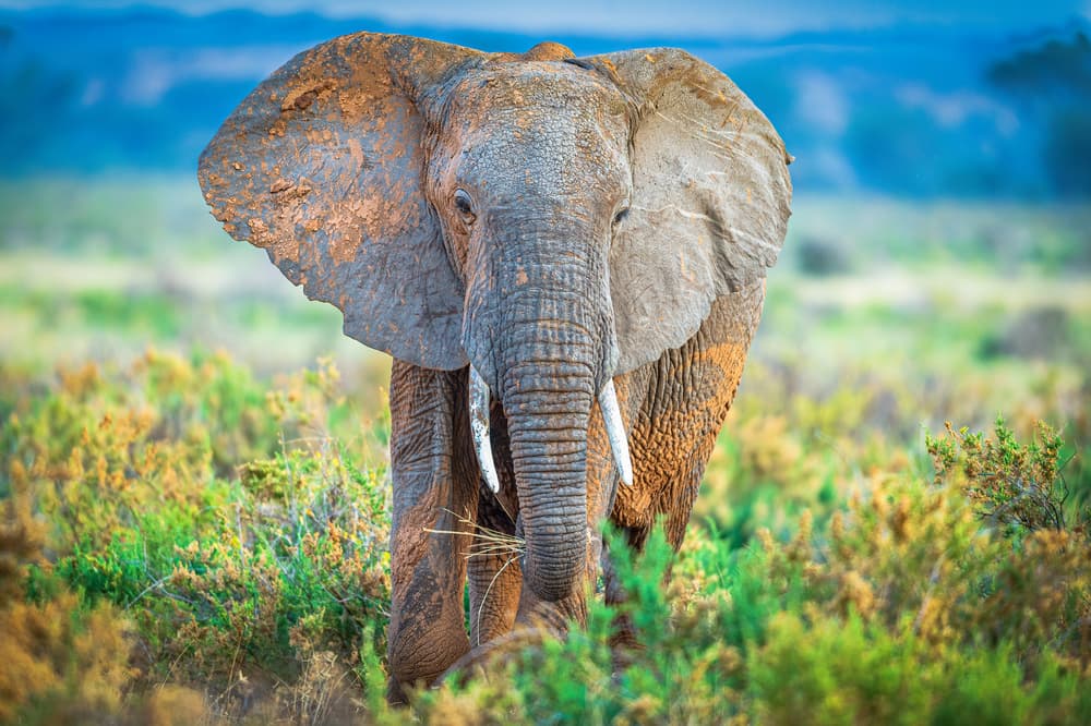 Majestic African Elephant by Jeffrey C. Sink — canvas wall art