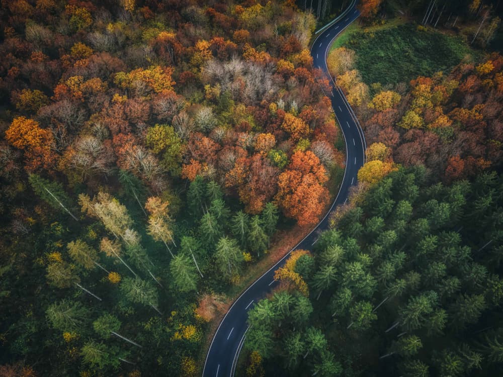 Winding Autumn Forest Road by Guy Krier — canvas wall art
