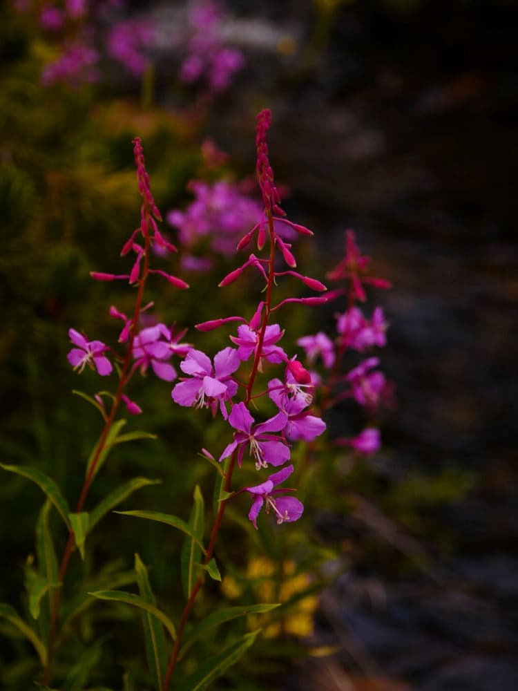 Soft Purple Wildflowers by Del Mundo Imagery — canvas wall art