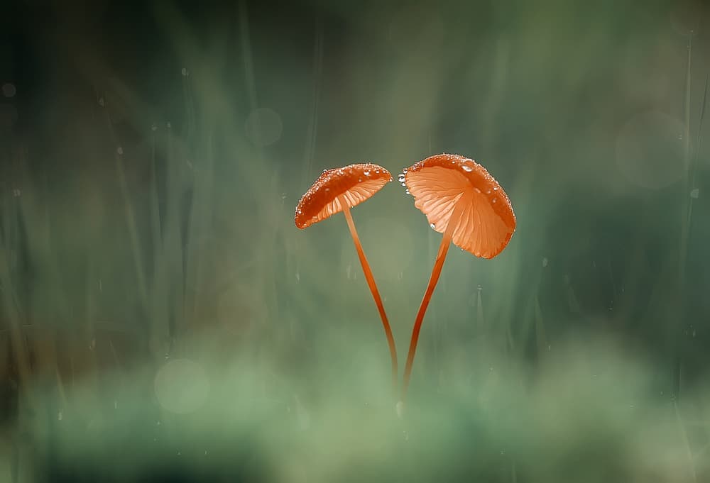 Delicate Dewdrop Mushrooms by Abdul Gapur Dayak — canvas wall art