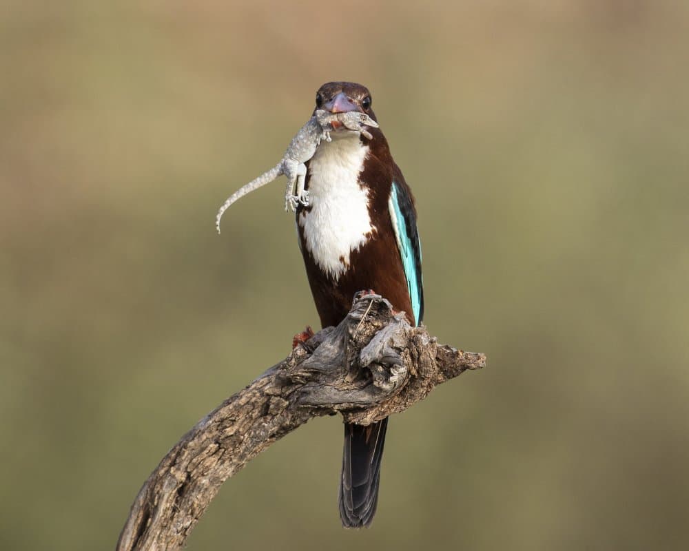 White Kingfisher Hunt by Eyal Amer — canvas wall art