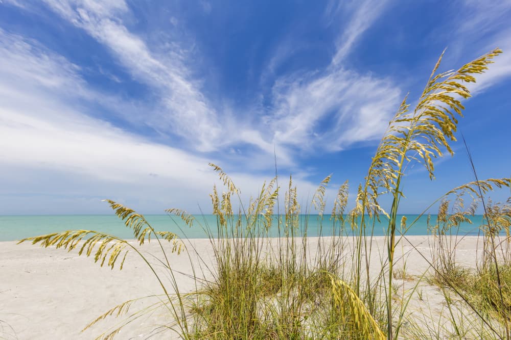 Coastal Sea Oats by Melanie Viola — canvas wall art