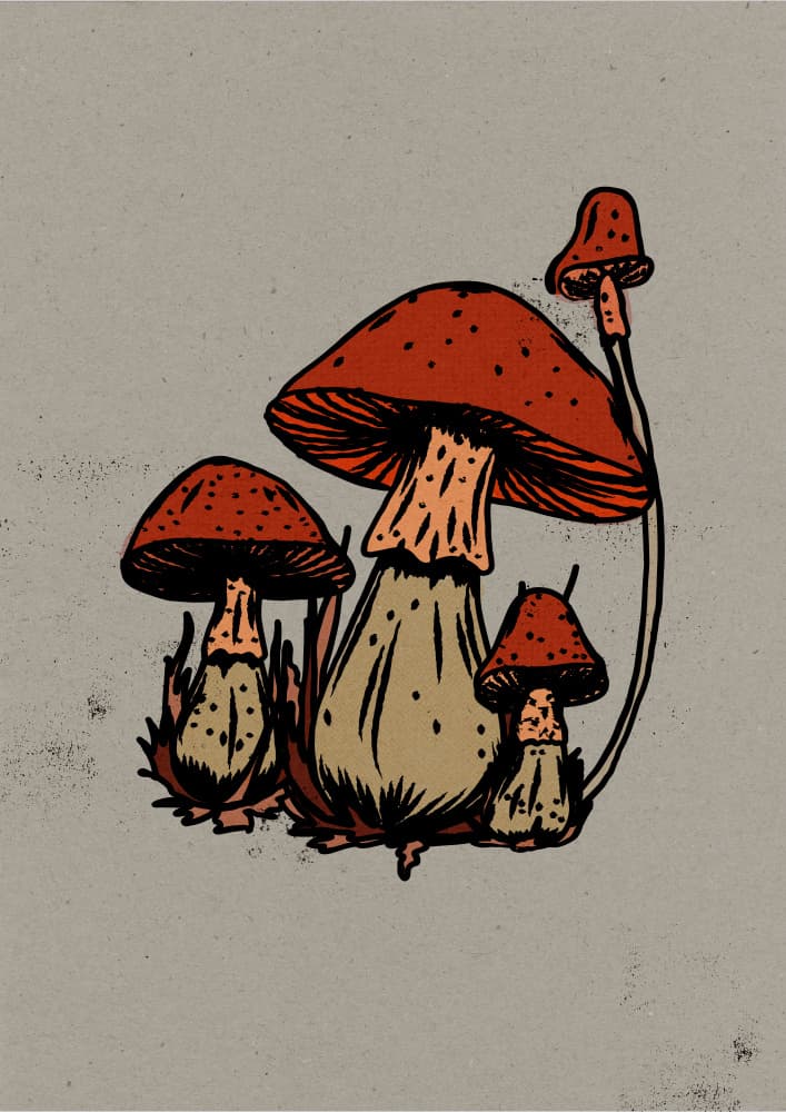 Rustic Forest Fungi by Nicholas — canvas wall art
