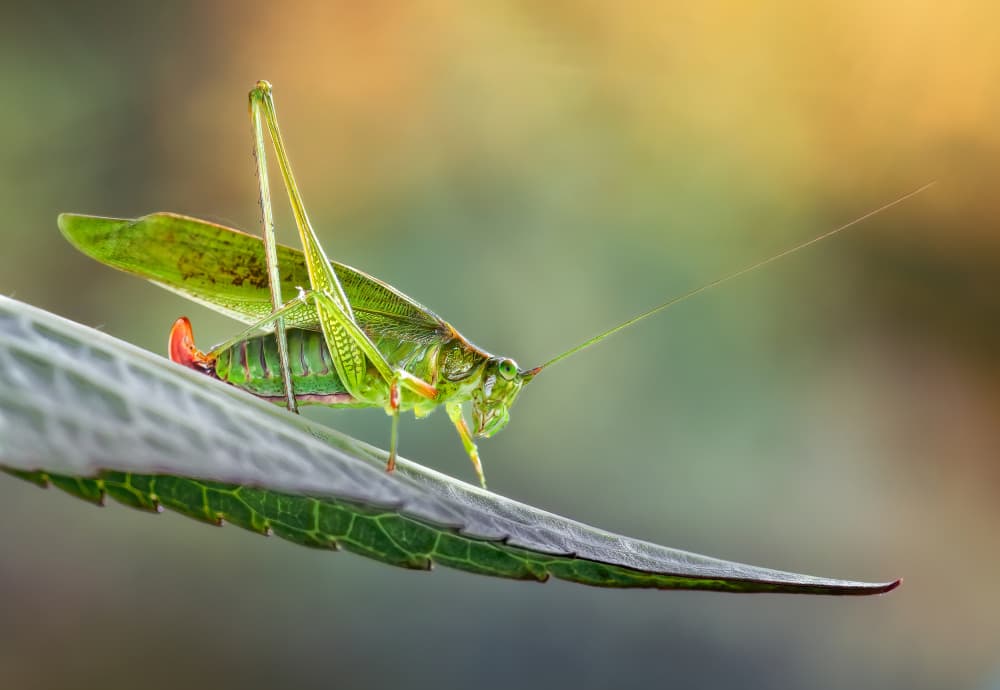 Vigilant Green Insect by Atul Saluja — canvas wall art