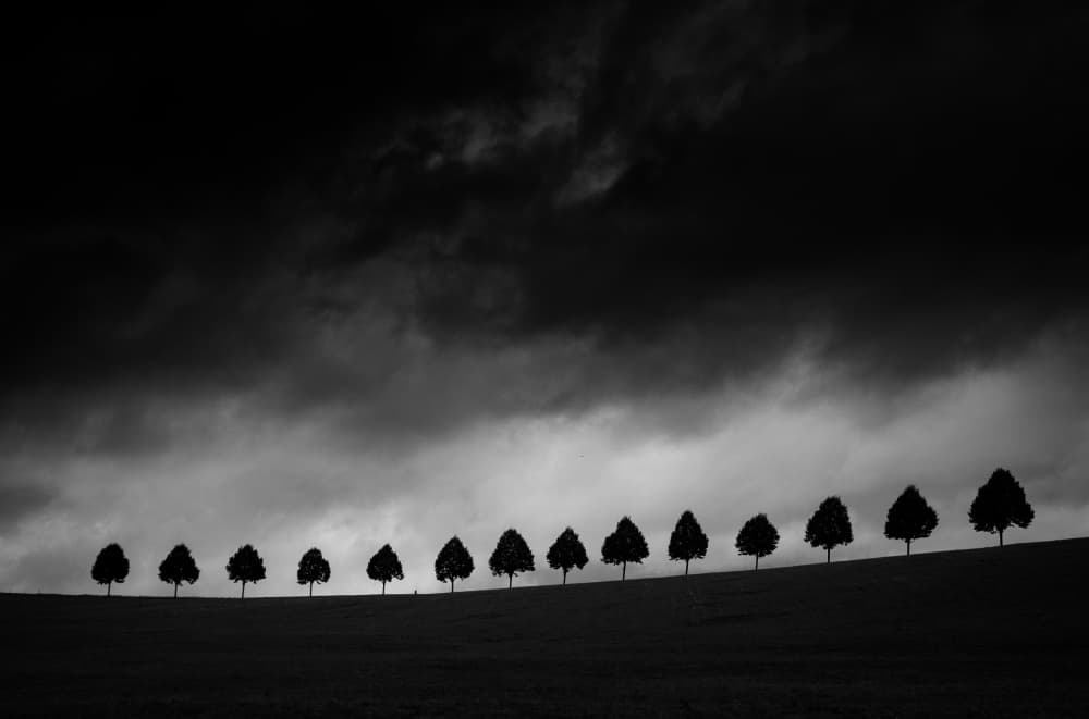 Dark Sky Tree Line by Adam Dauria ☂ — canvas wall art