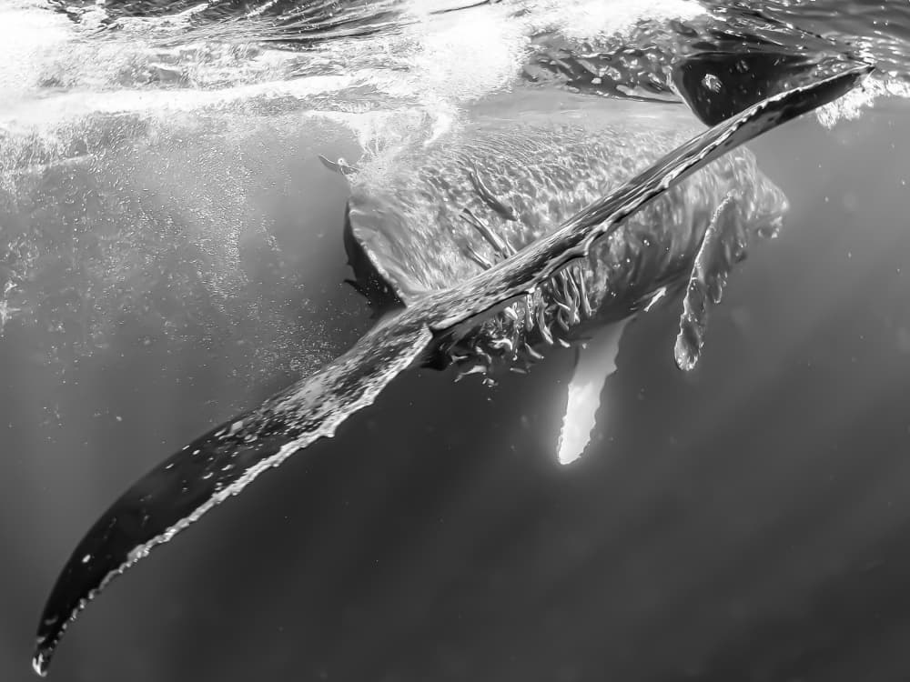 Majestic Humpback Whale by KIMIO KOBAYASHI — canvas wall art