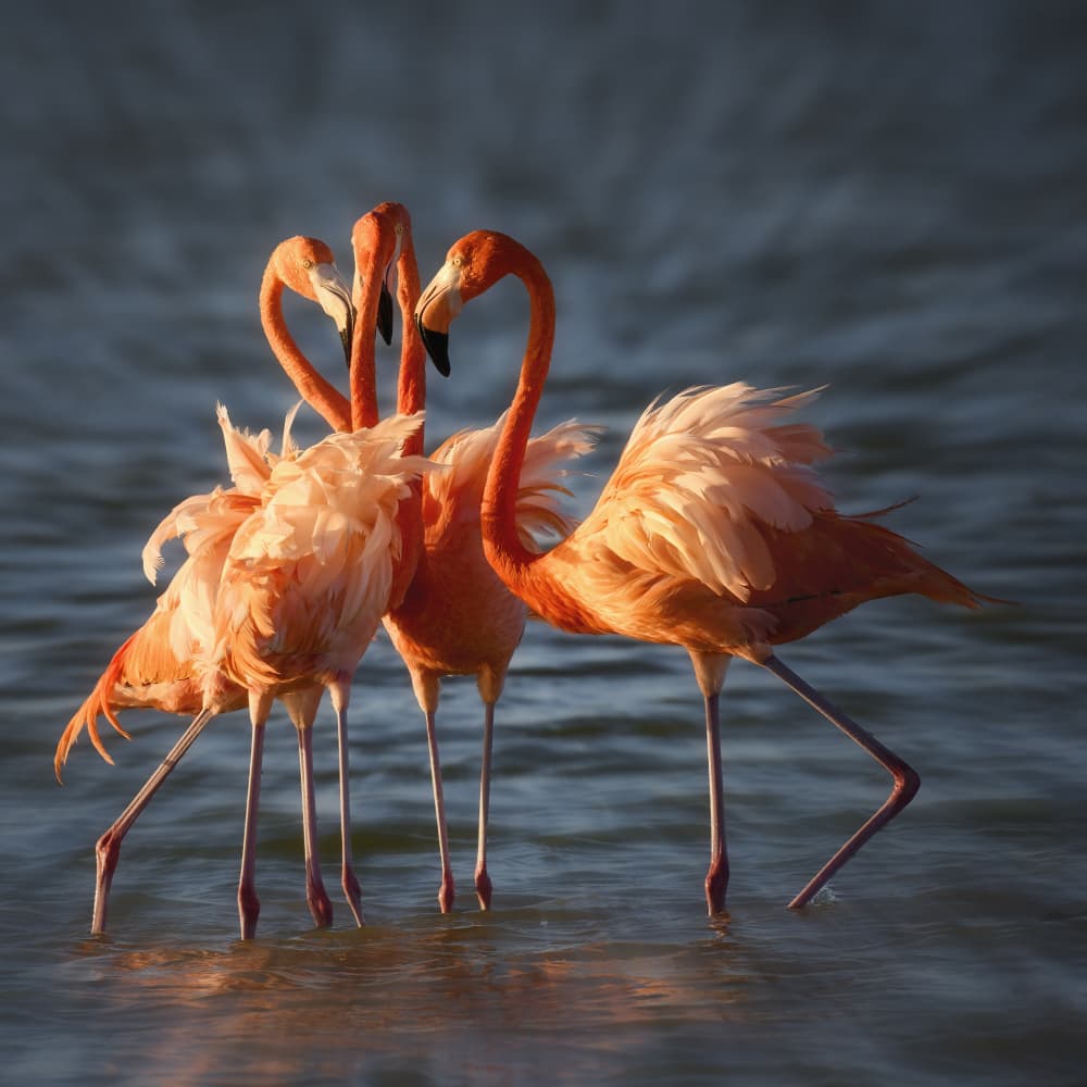 Graceful Pink Flamingos by Li Chen — canvas wall art
