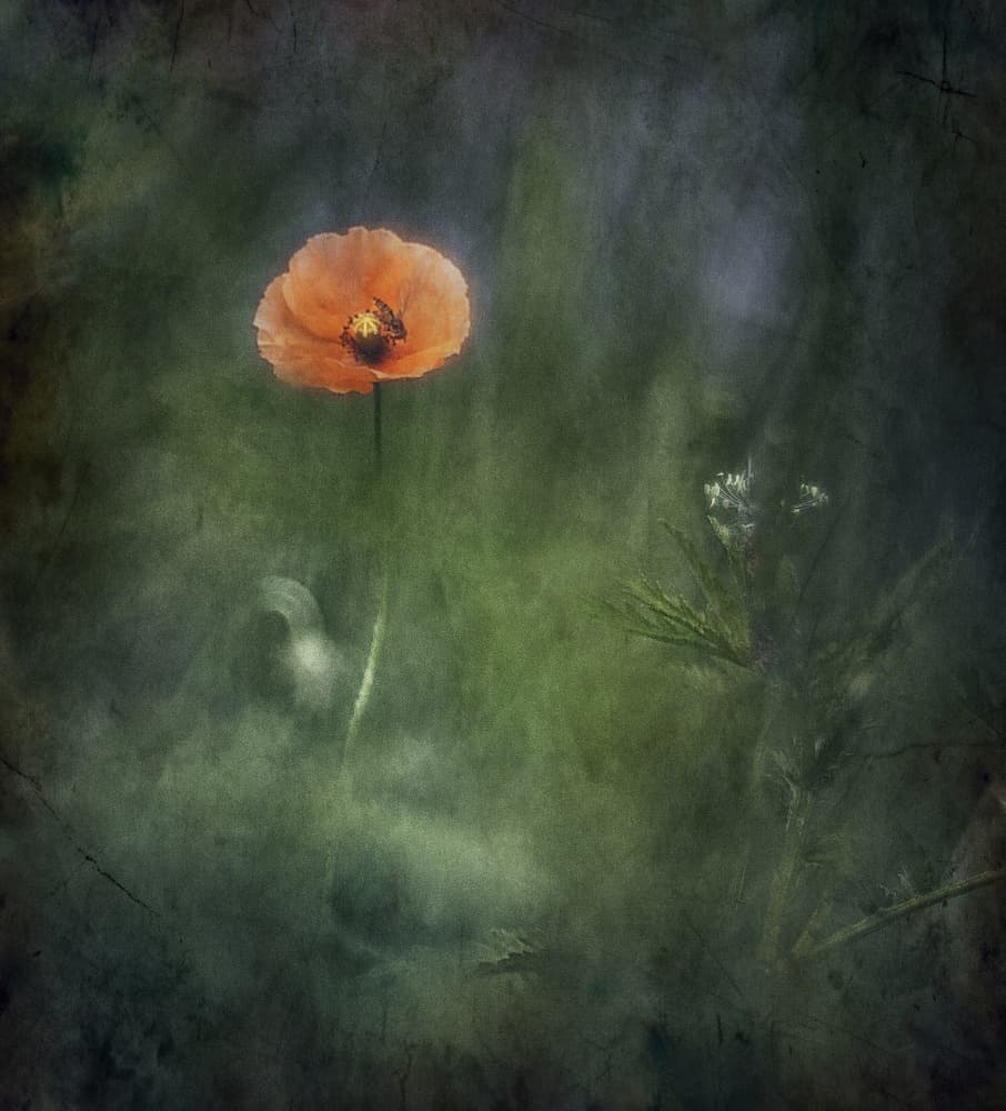 Ethereal Orange Poppy by Jan van der Linden — canvas wall art