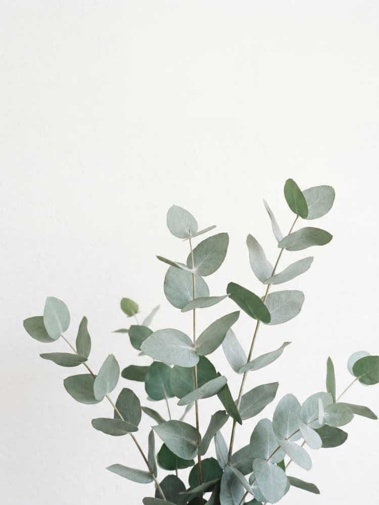 Fresh Eucalyptus Leaves by Andreas Magnusson — canvas wall art