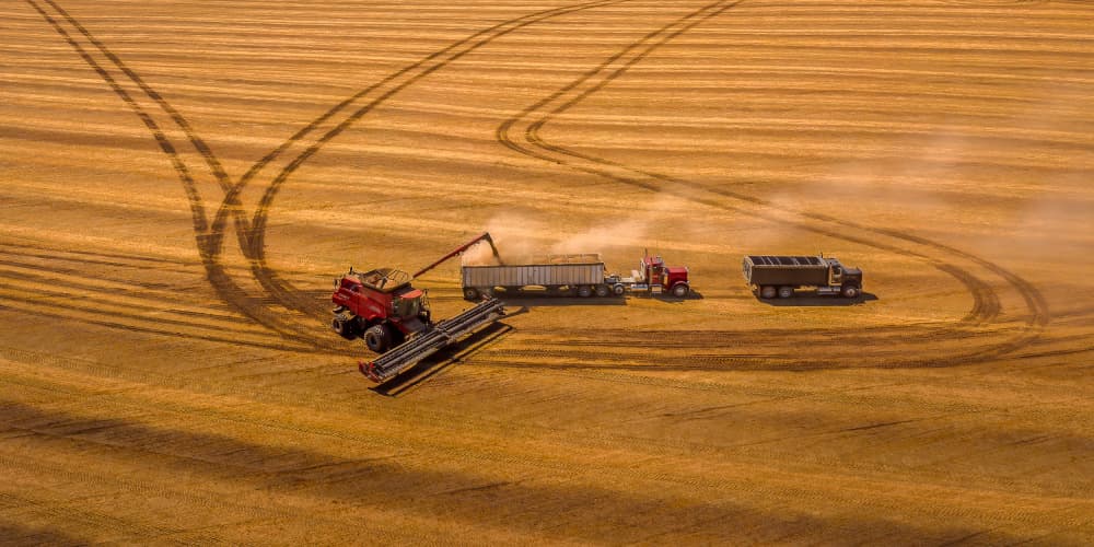 Golden Grain Harvest by John J. Chen — canvas wall art