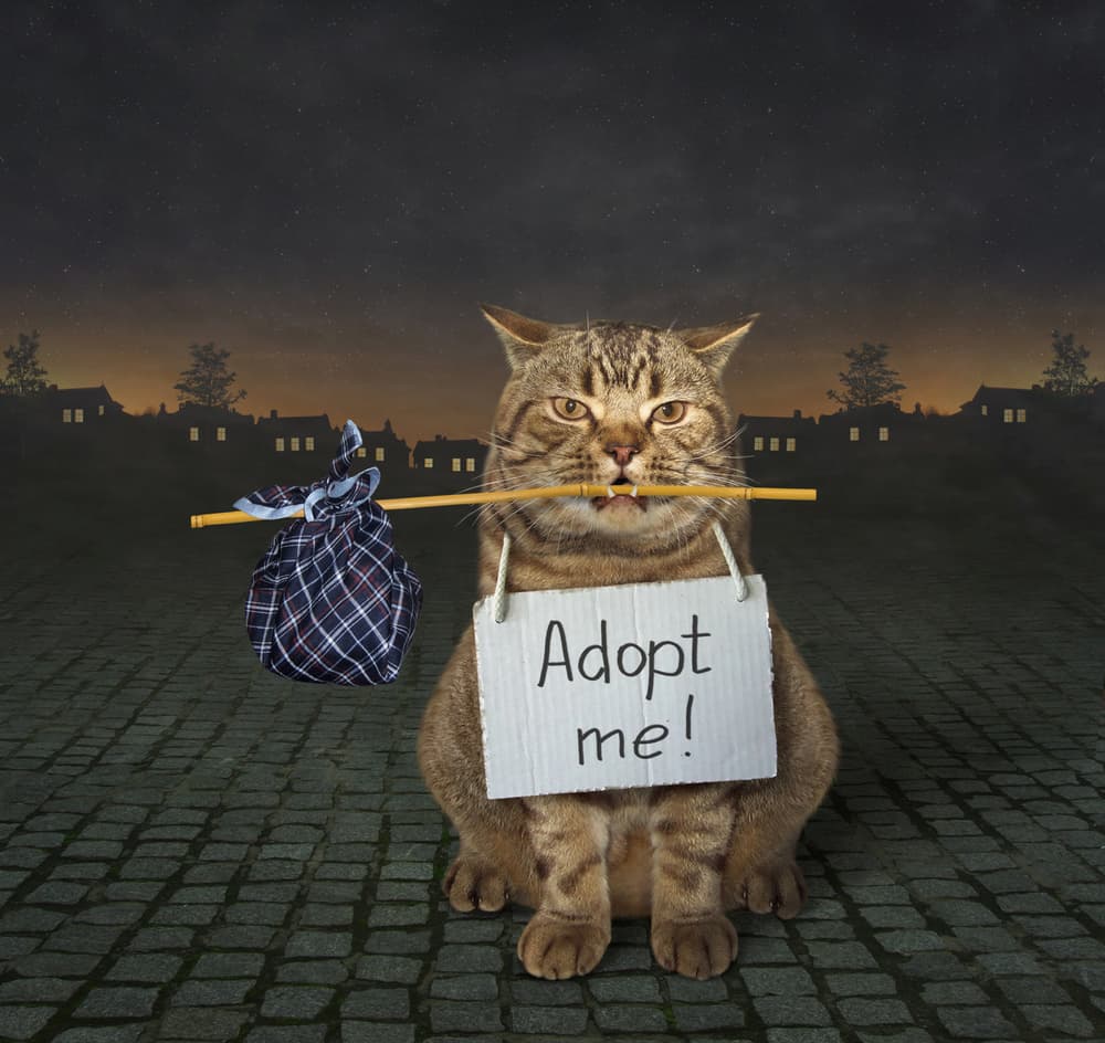 Adopt Me Cat by Iryna Kuznetsova (Iridi) — canvas wall art
