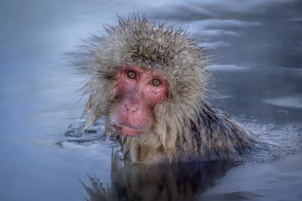 Snow Monkey Hot Spring by Raymond Ren Rong Liu — canvas wall art