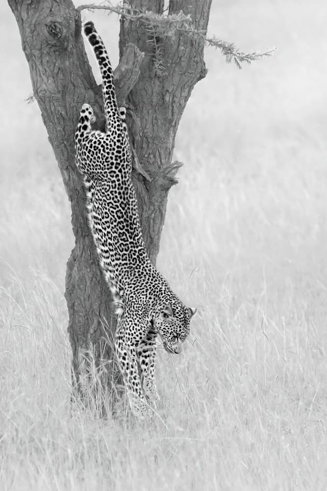 Leopard Tree Descent by Phillip Chang — canvas wall art