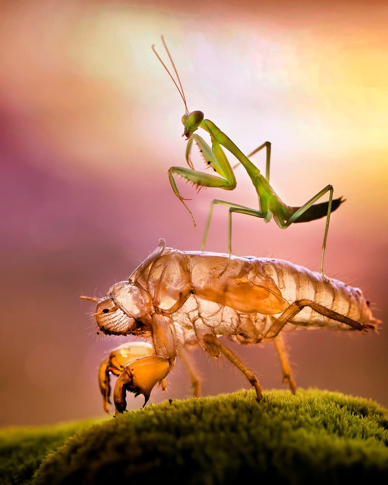 Praying Mantis Delicate Shell by Fauzan Maududdin — canvas wall art