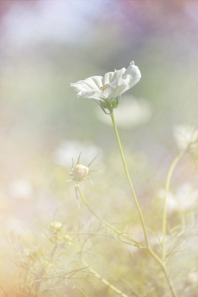 White Cosmos Dream by Lynann Colligan — canvas wall art