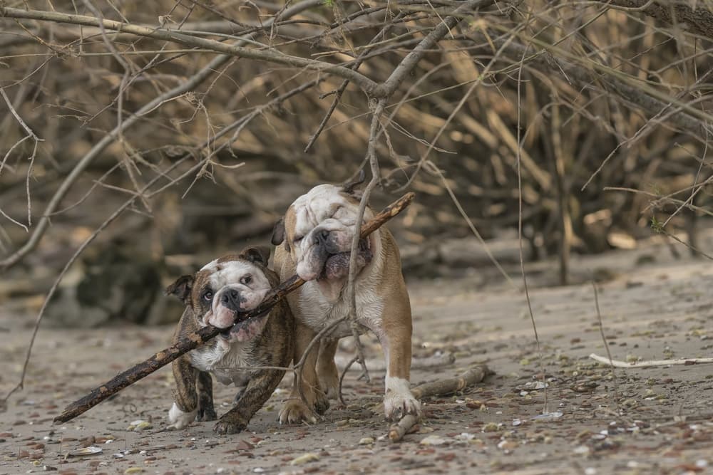 Playful Bulldog Friends by Gert van den Bosch — canvas wall art