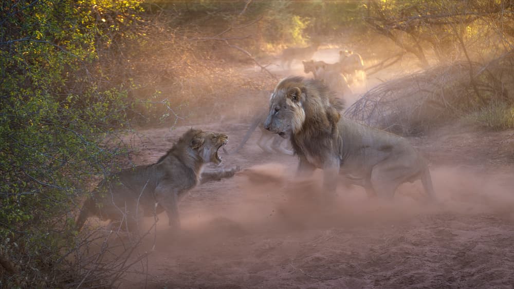 African Lion Showdown by Ryan Dyar — canvas wall art