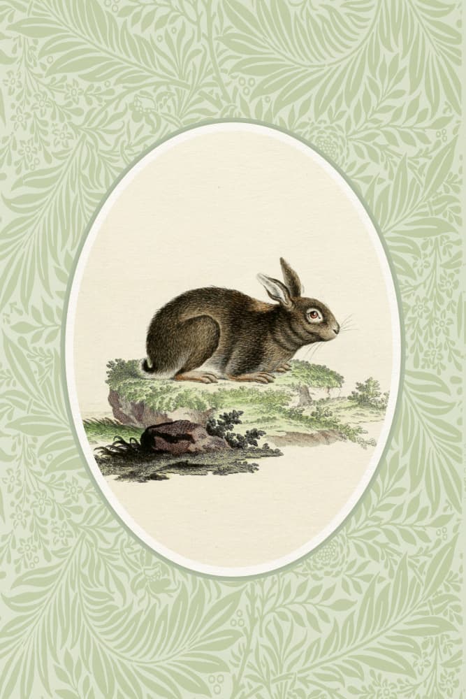 Vintage Rabbit Illustration by Wild Violets — canvas wall art