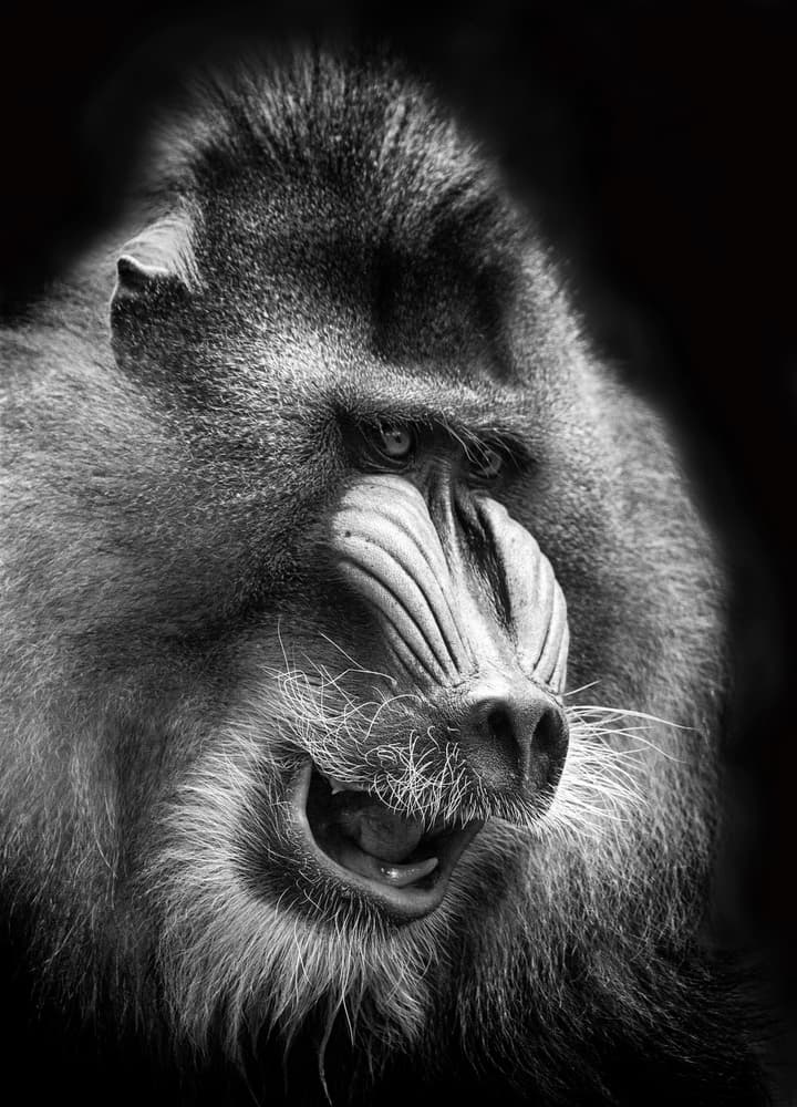 Intense Mandrill Portrait by Angela Muliani Hartojo — canvas wall art