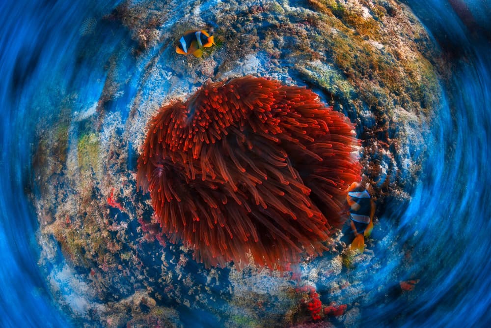 Clownfish Anemone Swirl by Barathieu Gabriel — canvas wall art