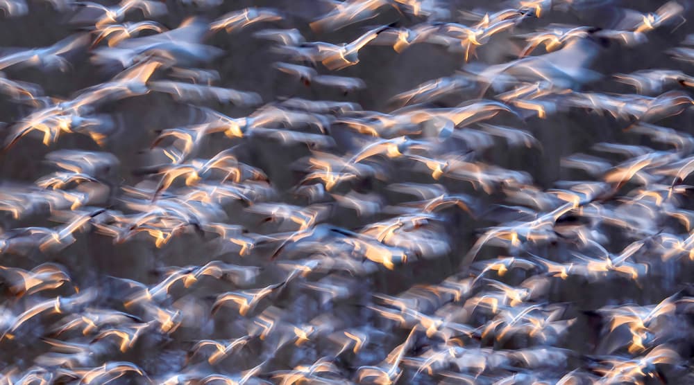 Golden Flight Streaks by Kenneth-Wei Zeng — canvas wall art